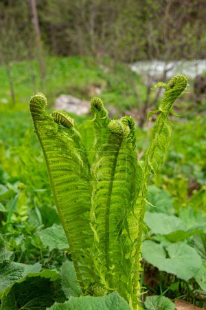 natural spring background, sprouts of ostrich fern close-up