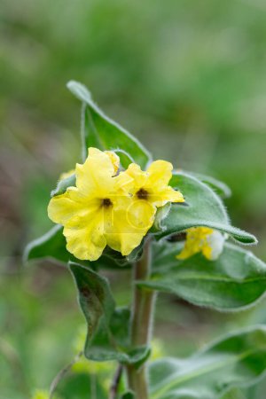 Blossom of a Yellow alkanet plant, Alkanna orientalis