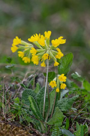 Primrose (Primula veris, common cowslip, cowslip primrose; syn. Primula officinalis Hill) is a perennial herbaceous flowering plant of the primrose family (Primulaceae). In nature, yellow wildflowers.