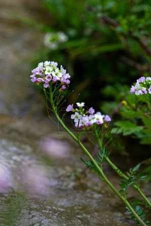 Cuckoo Flower or Ladies' Apron - Cardamine pratensis. Pink-white wildflowers in nature.