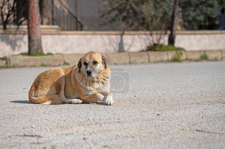 Stray dog sitting in the middle of the street.