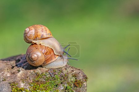 Mating snails on mossy stone, green background.