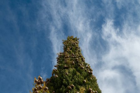 Der Baum, der in der Türkei auch Friedhofszypresse genannt wird, und seine kleinen Zapfen. Cupressus sempervirens, bewölkter Himmel.