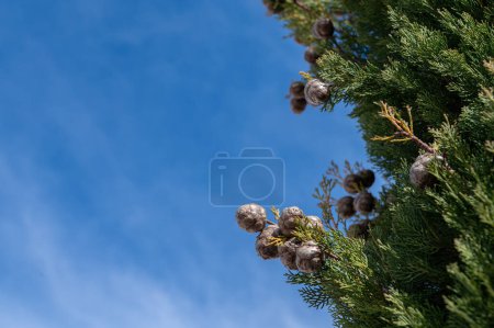 The tree, also known as cemetery cypress in Turkey, and its small cones. Cupressus sempervirens, cloudy sky background.