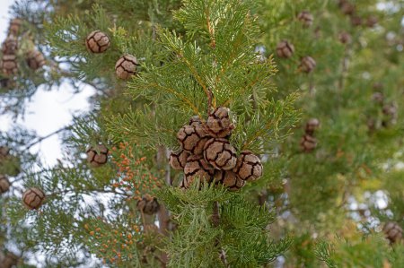 The tree and its small cones, also known as cemetery cypress in Turkey. Cupressus sempervirens.