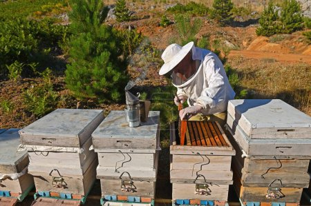 Ein Imker, der Bienen und Honig in seinen Bienenstöcken kontrolliert.