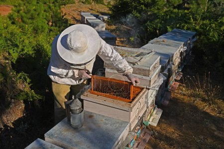 Un apiculteur qui contrôle les abeilles et le miel dans ses ruches.