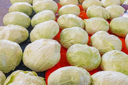 white cabbages on the market stall.