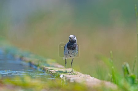 White Wagtail standing at the water's edge. Motacilla alba