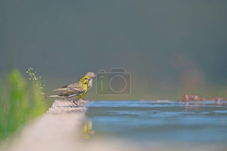 Small yellow-coloured passerine bird. European Serin (Serinus serinus).