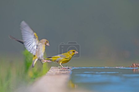 Gelbfarbene Vögel am Ufer. Grünfink (Chloris chloris)).