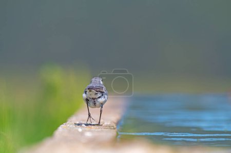 White Wagtail (Motacilla alba) walking by the water.