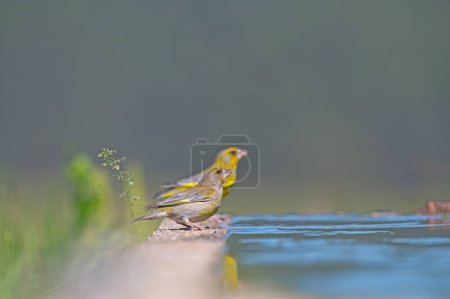 Gelb gefärbte Vögel, die Wasser trinken. Grünfink (Chloris chloris)).