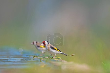 Pájaros bebiendo agua. jilguero europeo (Carduelis carduelis).