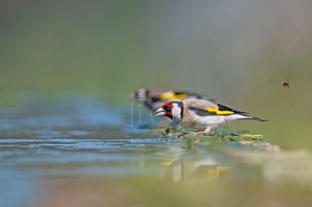 Birds drinking water. European Goldfinch (Carduelis carduelis).