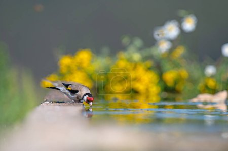 Bird drinking water. European Goldfinch (Carduelis carduelis).