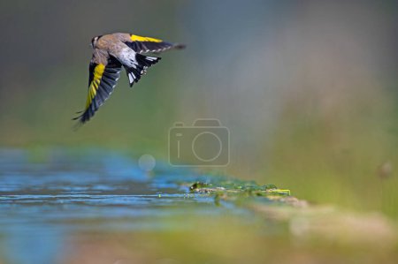 European Goldfinch (Carduelis carduelis) flying in the air.