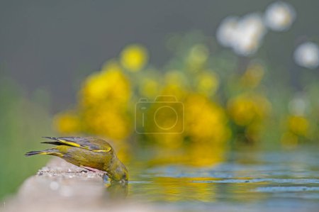 Gelb gefärbter Vogel, der Wasser trinkt. Grünfink (Chloris chloris)).
