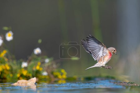 Common Linnet (Linaria cannabina) flying over water.