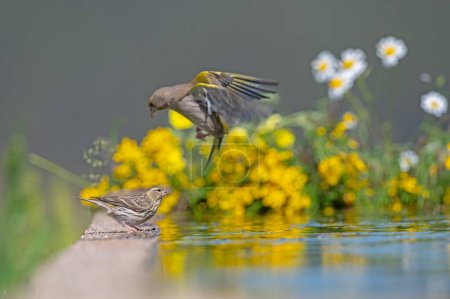 Small bird drinking water, European Serin (Serinus serinus). European Greenfinch trying to land.