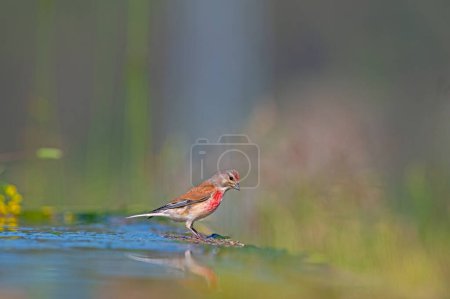 Red-coloured bird at the water's edge. Common Linnet (Linaria cannabina).