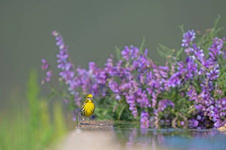 Small yellow-coloured passerine bird. European Serin (Serinus serinus). Purple flowers in the background.