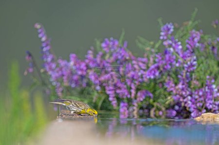 Small yellow coloured songbird drinking water. European Serin (Serinus serinus). Purple flowers in the background.