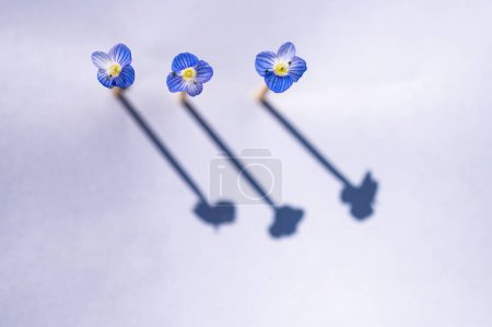 Pequeñas flores azules verónica polita, aislado sobre un fondo blanco.