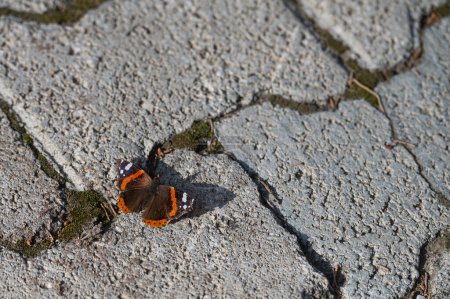 Red Admiral butterfly sunbathing on the pavement.(Vanessa atalanta)