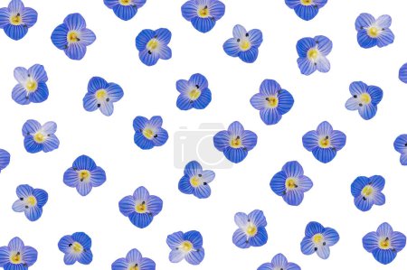 Pequeñas flores azules verónica polita fondo.