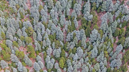 Aerial view of cedar and pine trees.