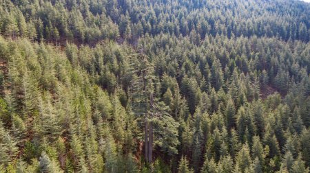 Foto de Vista aérea de un cedro viejo de 530 años y 49 metros de altura en un bosque de cedros. - Imagen libre de derechos