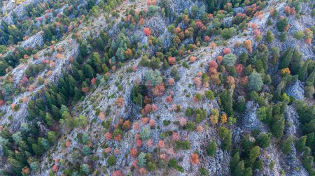 Foto de Árboles con hojas de colores entre cedros en una zona rocosa en otoño. - Imagen libre de derechos