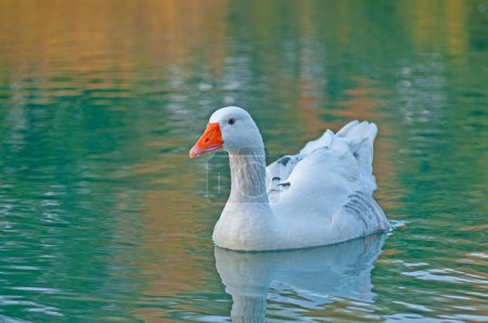 Photo for Close-up of domestic white-coloured goose swimming in lake. - Royalty Free Image