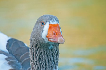 Close-up of domestic goose.