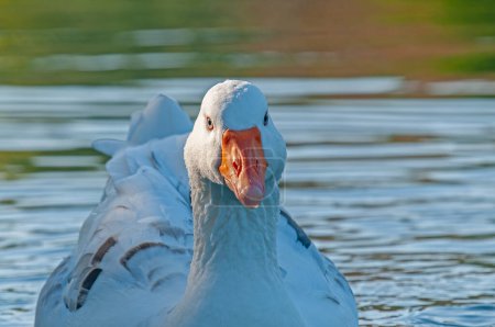 Close-up of domestic white coloured goose.
