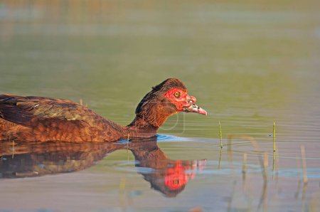 Domestic ducks swimming in the lake.