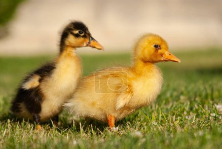 Close-up of yellow and black coloured duckling.