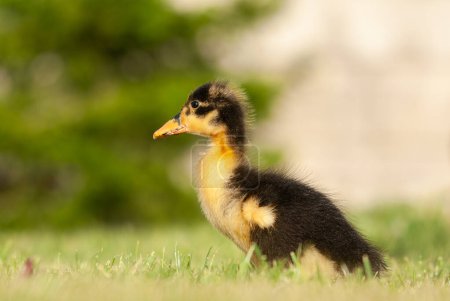 Close-up of a black coloured duckling.
