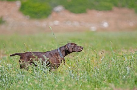 Brown hound stalking its prey.