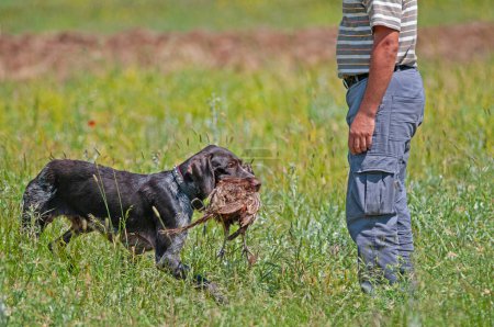 Foto de El perro que trae el pájaro disparado por el cazador a su dueño. - Imagen libre de derechos