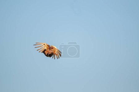 Oiseau faisan commun volant dans le ciel. Phasianus colchicus)