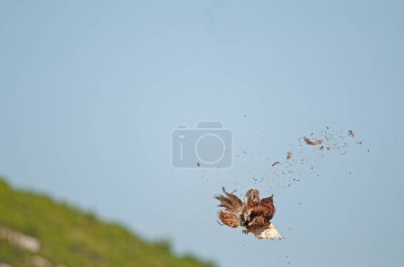 Foto de En el momento en que el Pájaro Faisán Común es disparado por el cazador en el cielo. (Phasianus colchicus) - Imagen libre de derechos