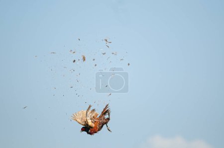 The moment the Common Pheasant bird is shot by the hunter in the sky. (Phasianus colchicus)