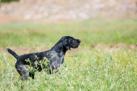 A black hound stalking its prey.