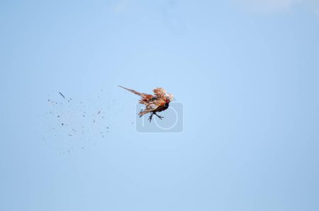 En el momento en que el Pájaro Faisán Común es disparado por el cazador en el cielo. (Phasianus colchicus)