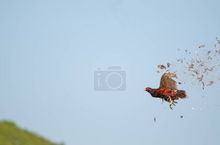 En el momento en que el Pájaro Faisán Común es disparado por el cazador en el cielo. (Phasianus colchicus)