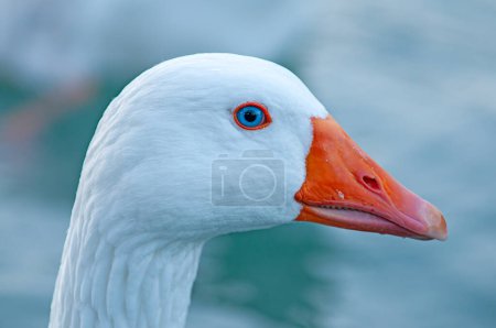 Close-up of a white domestic goose with blue eyes.
