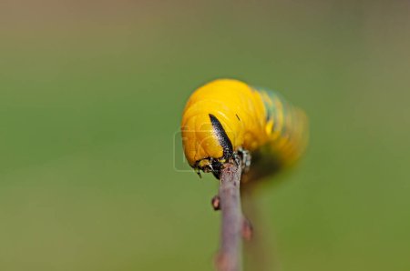 Halcón africano de la muerte (Acherontia atropos), una oruga mariposa arrastrándose sobre una rama verde.