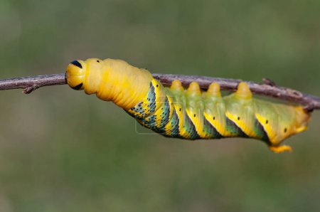 African death's head hawkmoth (Acherontia atropos), a butterfly caterpillar crawling on a green branch.